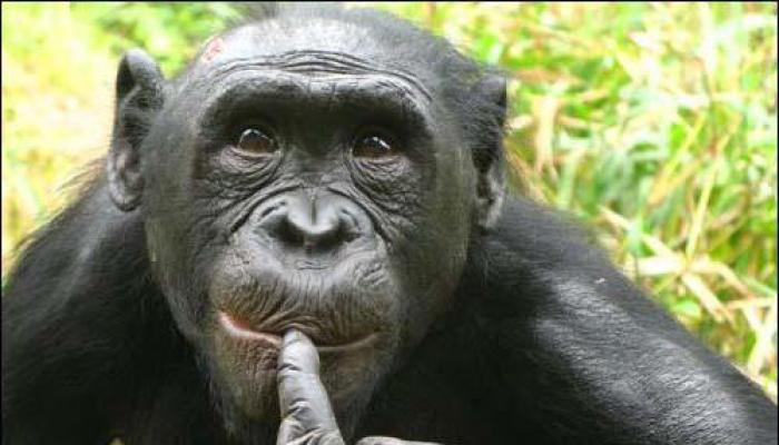 Обезьяна бонобо - самая умная обезьяна в мире