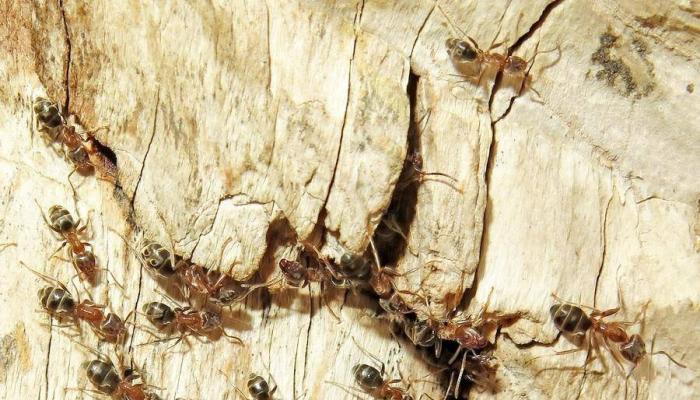 Размножение и стадии развития муравьев Размножение муравья